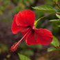 10 PCS Seeds Geranium Red Corrugated Double Petals with White Centre Flowers
