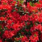 10 PCS Seeds Geranium Red Corrugated Double Petals with White Centre Flowers