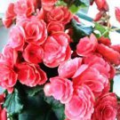 10 PCS Seeds Geranium Rose Red Begonia-like Double Petals Bonsai Perennial Flowers 10 PCS Seeds Geranium Rose Red Begonia-like Double Petals Bonsai Perennial Flowers