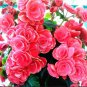 10 PCS Seeds Geranium Rose Red Begonia-like Double Petals Bonsai Perennial Flowers