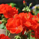 10 PCS Seeds Geranium Seeds Conny Orange Perennial 'Red Blossom Rosebud' Series
