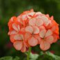 10 PCS Seeds Geranium Seeds Conny Orange Perennial 'Red Blossom Rosebud' Series