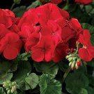 10 PCS Seeds Geranium Seeds Dark Red Damask Double Compact Flowers