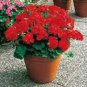 10 PCS Seeds Geranium Seeds Dark Red Damask Double Compact Flowers