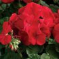 10 PCS Seeds Geranium Seeds Dark Red Damask Double Compact Flowers