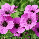 30 PCS Seeds Geranium Seeds Light Water Pink Double Flowers with Purple 30 PCS Seeds Geranium Seeds Light Water Pink Double Flowers with Purple