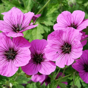 30 PCS Seeds Geranium Seeds Light Water Pink Double Flowers with Purple