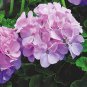 30 PCS Seeds Geranium Seeds Light Water Pink Double Flowers with Purple