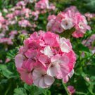 30 PCS Seeds Geranium Seeds Rose Red to Milky White to Green Ball Types Double Flowers 30 PCS Seeds Geranium Seeds Rose Red to Milky White to Green Ball Types Double Flowers