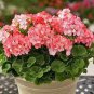 30 PCS Seeds Geranium Seeds Rose Red to Milky White to Green Ball Types Double Flowers