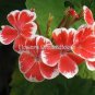 30 PCS Seeds Geranium Seeds Rose Red to Milky White to Green Ball Types Double Flowers