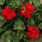 100 PCS Seeds Geranium Seeds Variegated Red Flowers with Colorful Leaves