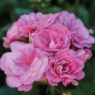 10 PCS Seeds Geranium Sybil Pink 10 PCS Seeds Geranium Sybil Pink