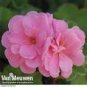 10 PCS Seeds Geranium Sybil Pink