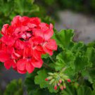 10 PCS Seeds Geranium White Double Petals with Green Centre Ball Typed Bonsai Flowers 10 PCS Seeds Geranium White Double Petals with Green Centre Ball Typed Bonsai Flowers