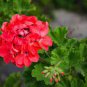 10 PCS Seeds Geranium White Double Petals with Green Centre Ball Typed Bonsai Flowers