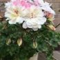 10 PCS Seeds Geranium White Double Petals with Green Centre Ball Typed Bonsai Flowers