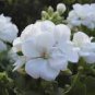 10 PCS Seeds Geranium White Double Petals with Green Centre Ball Typed Bonsai Flowers