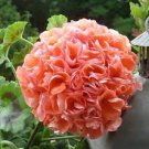 10 PCS Seeds Geranium White Light Orange Thin Long Ornamental Bonsai Flowers 10 PCS Seeds Geranium White Light Orange Thin Long Ornamental Bonsai Flowers