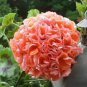 10 PCS Seeds Geranium White Light Orange Thin Long Ornamental Bonsai Flowers
