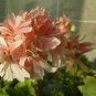 10 PCS Seeds Geranium White Light Orange Thin Long Ornamental Bonsai Flowers