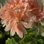 10 PCS Seeds Geranium White Light Orange Thin Long Ornamental Bonsai Flowers