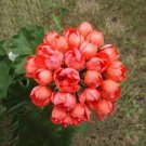 10 PCS Seeds Geranium White Red Ball Type Flower