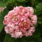 10 PCS Seeds Geranium White Red Ball Type Flower