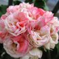 10 PCS Seeds Geranium White Red Ball Type Flower