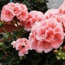 10 PCS Seeds Geranium White to Pink Single Dense Petals Big Blooms Bonsai 10 PCS Seeds Geranium White to Pink Single Dense Petals Big Blooms Bonsai