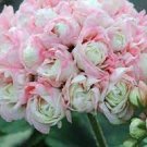 10 PCS Seeds Geranium White-to-light pink Hydrangea-typed Bonsai Flowers