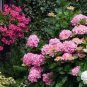 10 PCS Seeds Geranium White-to-light pink Hydrangea-typed Bonsai Flowers