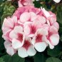 10 PCS Seeds Geranium Whitish Light Pink Single Petals with Rose Red Edge Centre Flowers