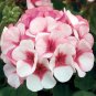 10 PCS Seeds Geranium Whitish Light Pink Single Petals with Rose Red Edge Centre Flowers
