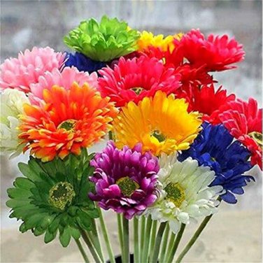 100 PCS Seeds Gerbera Daisy Bonsai New Hybrids, Mixed Flower Pot Bonsai