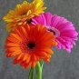 100 PCS Seeds Gerbera Daisy Bonsai New Hybrids, Mixed Flower Pot Bonsai