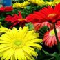 100 PCS Seeds Gerbera Daisy Bonsai New Hybrids, Mixed Flower Pot Bonsai