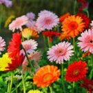 100 PCS Seeds Gerbera Daisy Hybrids Mix Flower 100 PCS Seeds Gerbera Daisy Hybrids Mix Flower