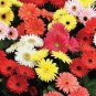 100 PCS Seeds Gerbera Daisy Hybrids Mix Flower