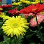 100 PCS Seeds Gerbera Daisy Hybrids Mix Flower