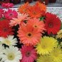 100 PCS Seeds Gerbera Daisy Hybrids Mix Flower