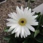 200 PCS Seeds Gerbera Daisy Hybrids Mix Flower Plantas Bonsai
