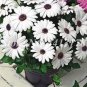 200 PCS Seeds Gerbera Daisy Hybrids Mix Flower Plantas Bonsai