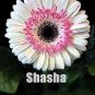 200 PCS Seeds Gerbera Daisy Hybrids Mix Flower Plantas Bonsai
