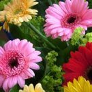 100 PCS Seeds Gerbera Daisy Seeds Hybrid