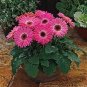 100 PCS Seeds Gerbera Daisy Seeds Hybrid
