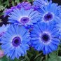 100 PCS Seeds Gerbera Daisy Seeds Hybrid