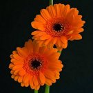 100 PCS Seeds Gerbera Daisy Seeds Hybrids