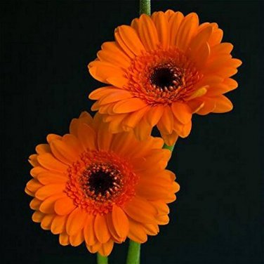100 PCS Seeds Gerbera Daisy Seeds Hybrids