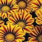 100 PCS Seeds Gerbera Daisy Seeds Hybrids
